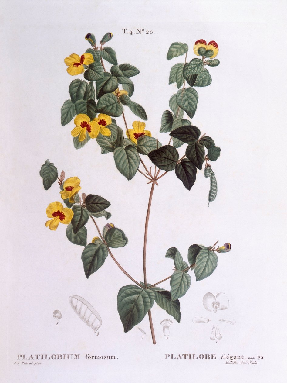 Handsome flat-pea (Platylobium formosum), botanical plate by Pierre Joseph Redouté by Pierre Joseph Redouté