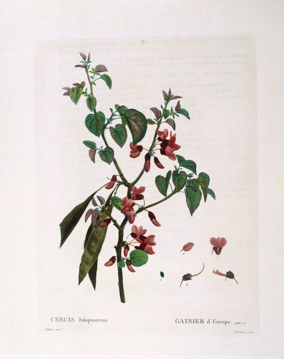 Judas Tree (Cercis siliquastrum) by Pierre Joseph Redouté