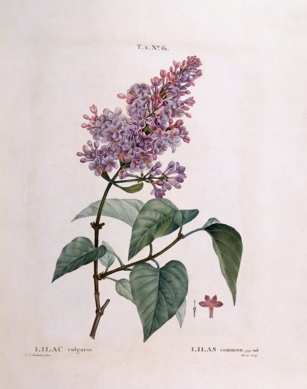 Lilac (Syringa vulgaris) by Pierre Joseph Redouté