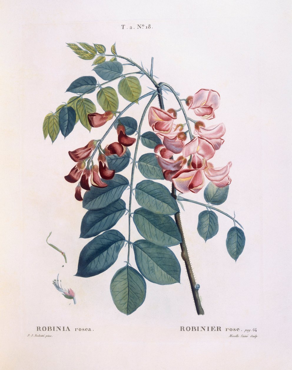 Locust (Robinia rosea), botanical plate by Pierre Joseph Redouté by Pierre Joseph Redouté