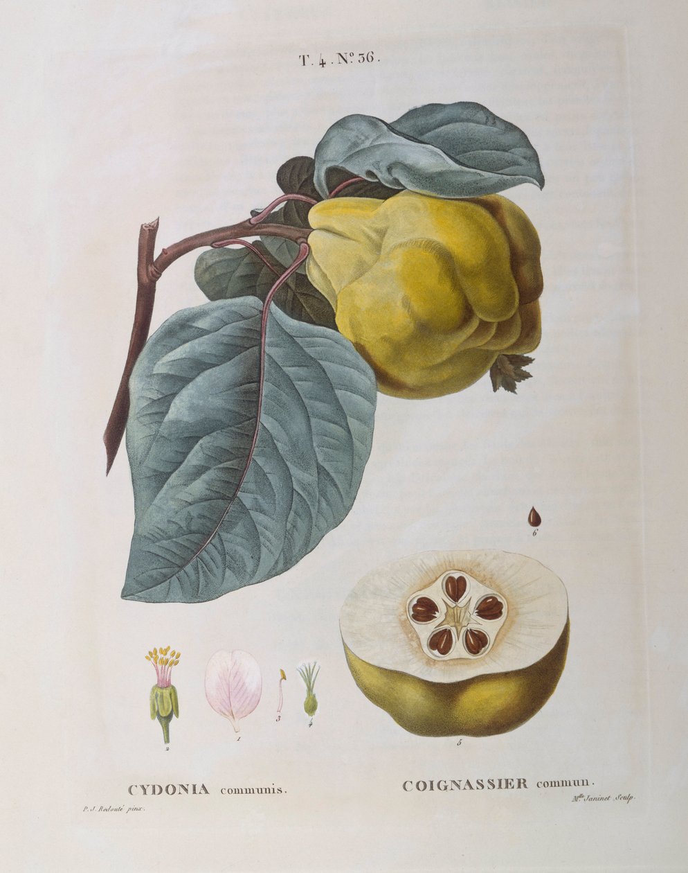 Quince (Cydonia communis), botanical plate by Pierre Joseph Redouté by Pierre Joseph Redouté