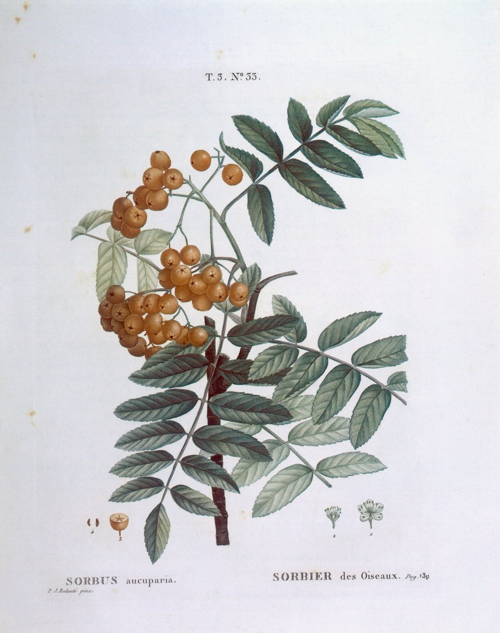 Rowan or European mountain ash (Sorbus aucuparia), botanical plate by Pierre Joseph Redouté by Pierre Joseph Redouté