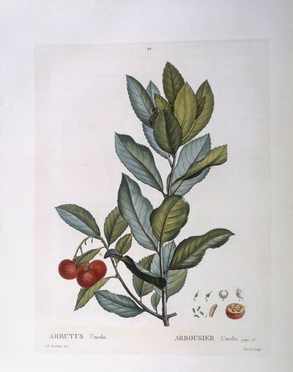 Strawberry Tree (Arbutus unedo), botanical plate by Pierre Joseph Redouté by Pierre Joseph Redouté