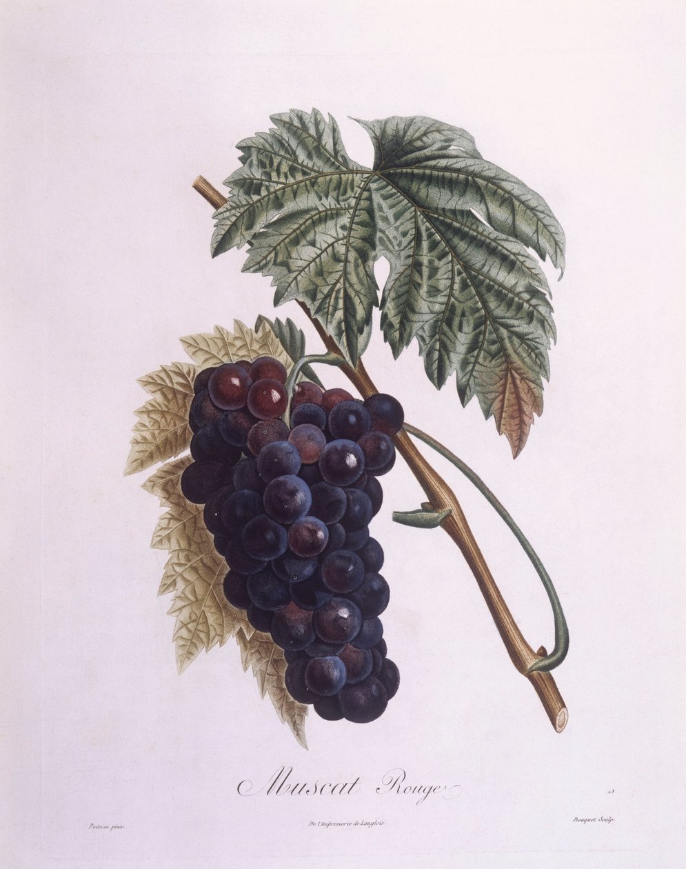 Muscat Grape Vine (Vitis vinifera), botanical plate by Pierre Antoine Poiteau by Pierre Antoine (after) Poiteau