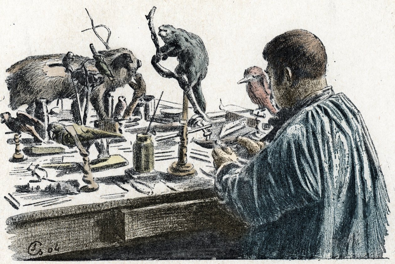 Taxidermy: A taxidermist stuffed animals in his workshop, Engraving from 