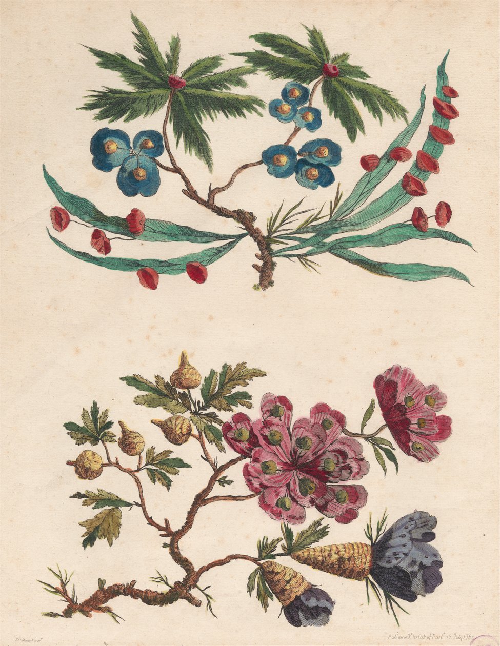 Two Sprays of Imaginary Flowers by Pierre Charles Canot