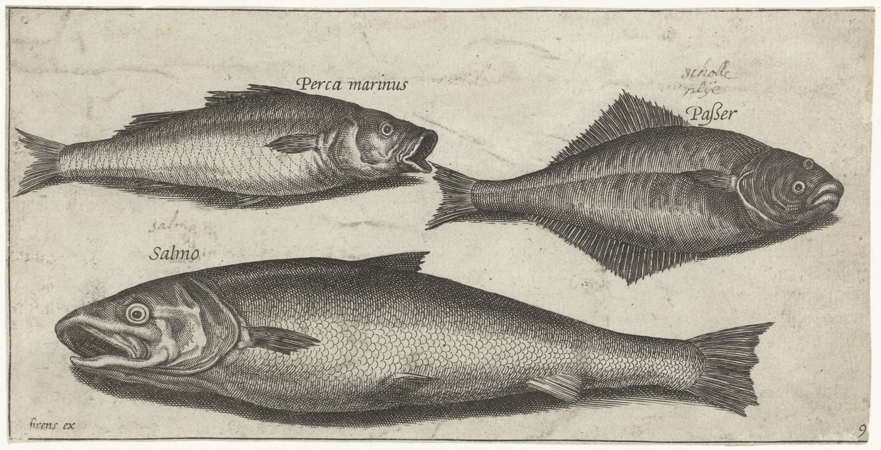 Sea Bass, Sole, and a Salmon by Pierre Firens
