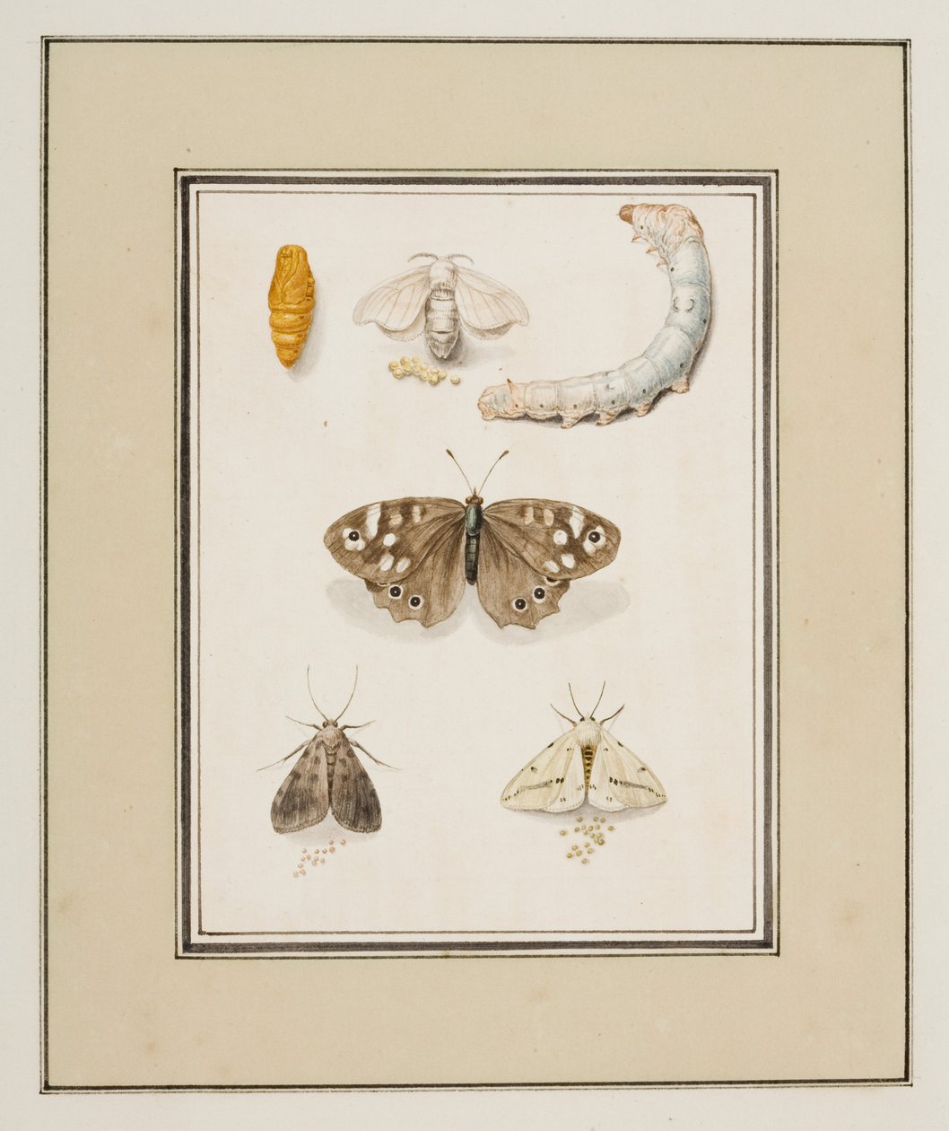 Butterflies, Moths and Caterpillars by Pierre Francois Ledoulx