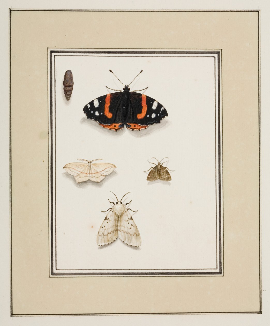 Butterflies by Pierre Francois Ledoulx
