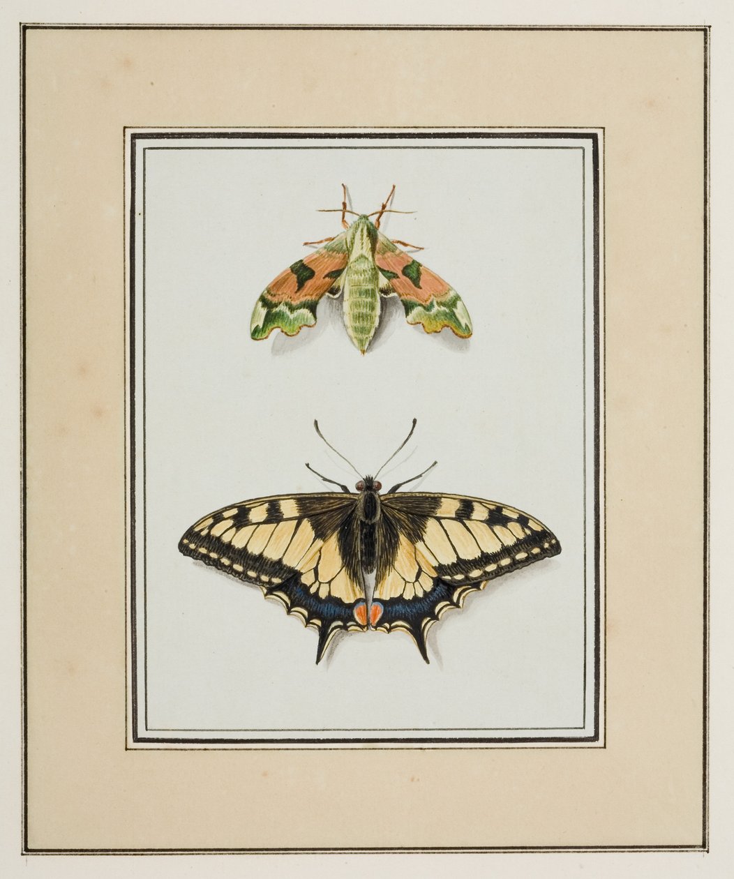 Zebra Swallowtail Butterfly Insect Illustration Print