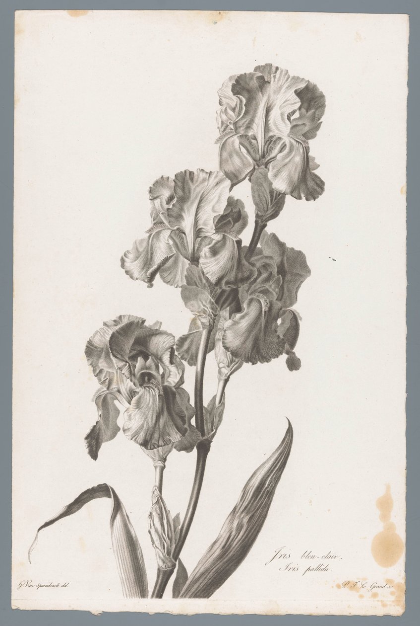 Dalmatian Iris from Fleurs dessinées d
