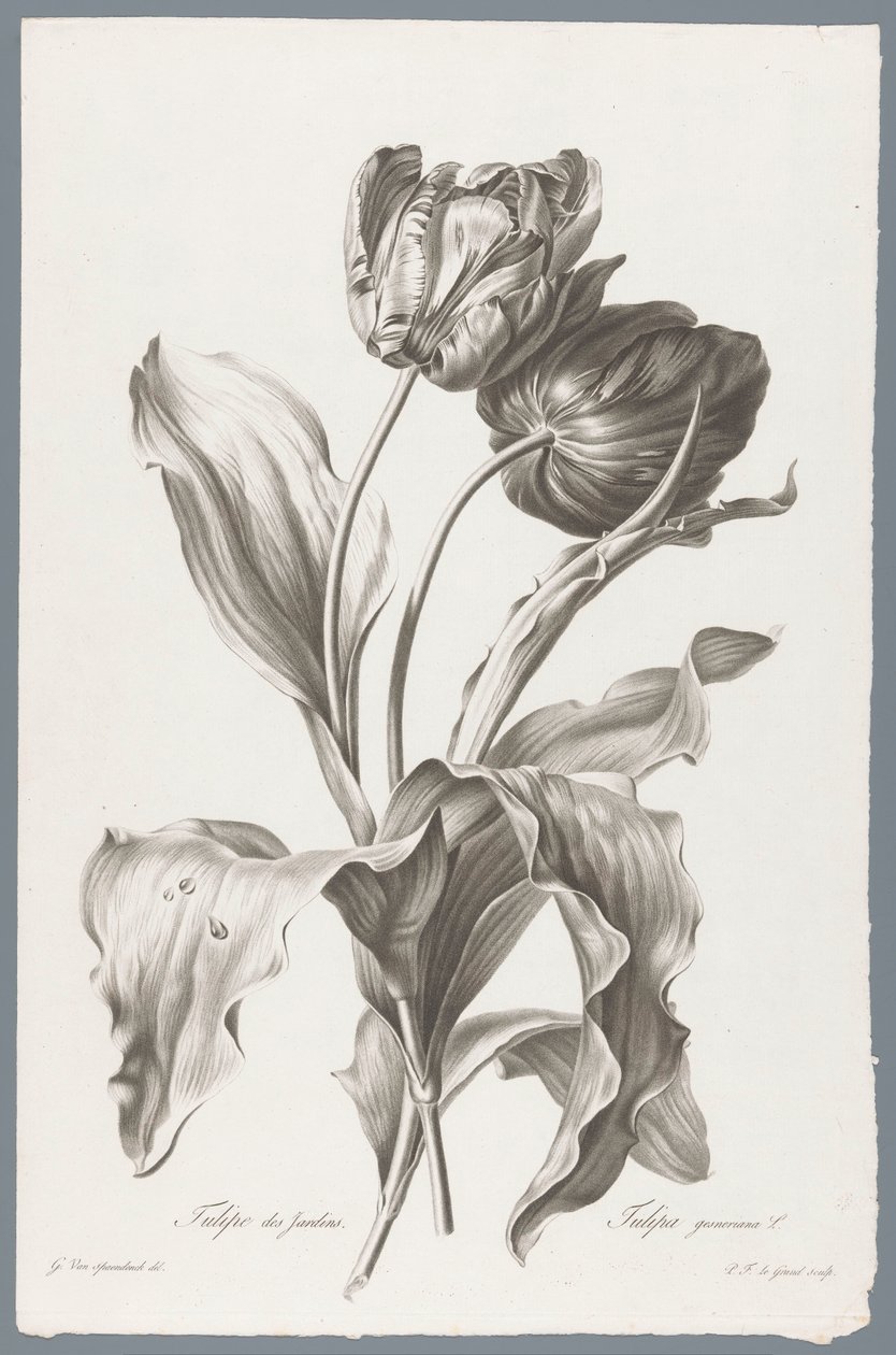 Tulip from Fleurs dessinées d
