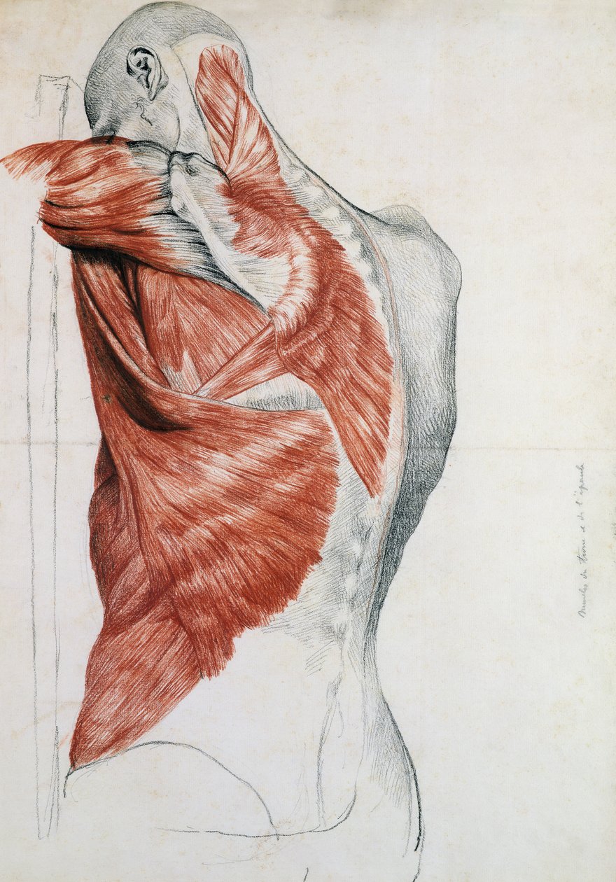 Human Anatomy; Muscles of the Torso and Shoulder by Pierre Jean David d