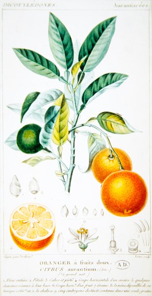 Citrus Aurantium or Seville Orange , c.1820 (colour engraving) by Pierre Jean Francois (after) Turpin