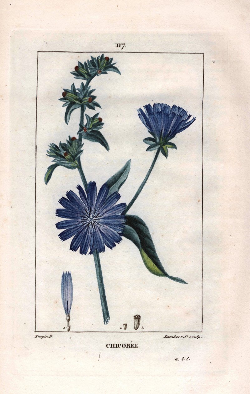 Chicory Plant and Flower, Cichorium Intybus by Pierre Jean Francois Turpin