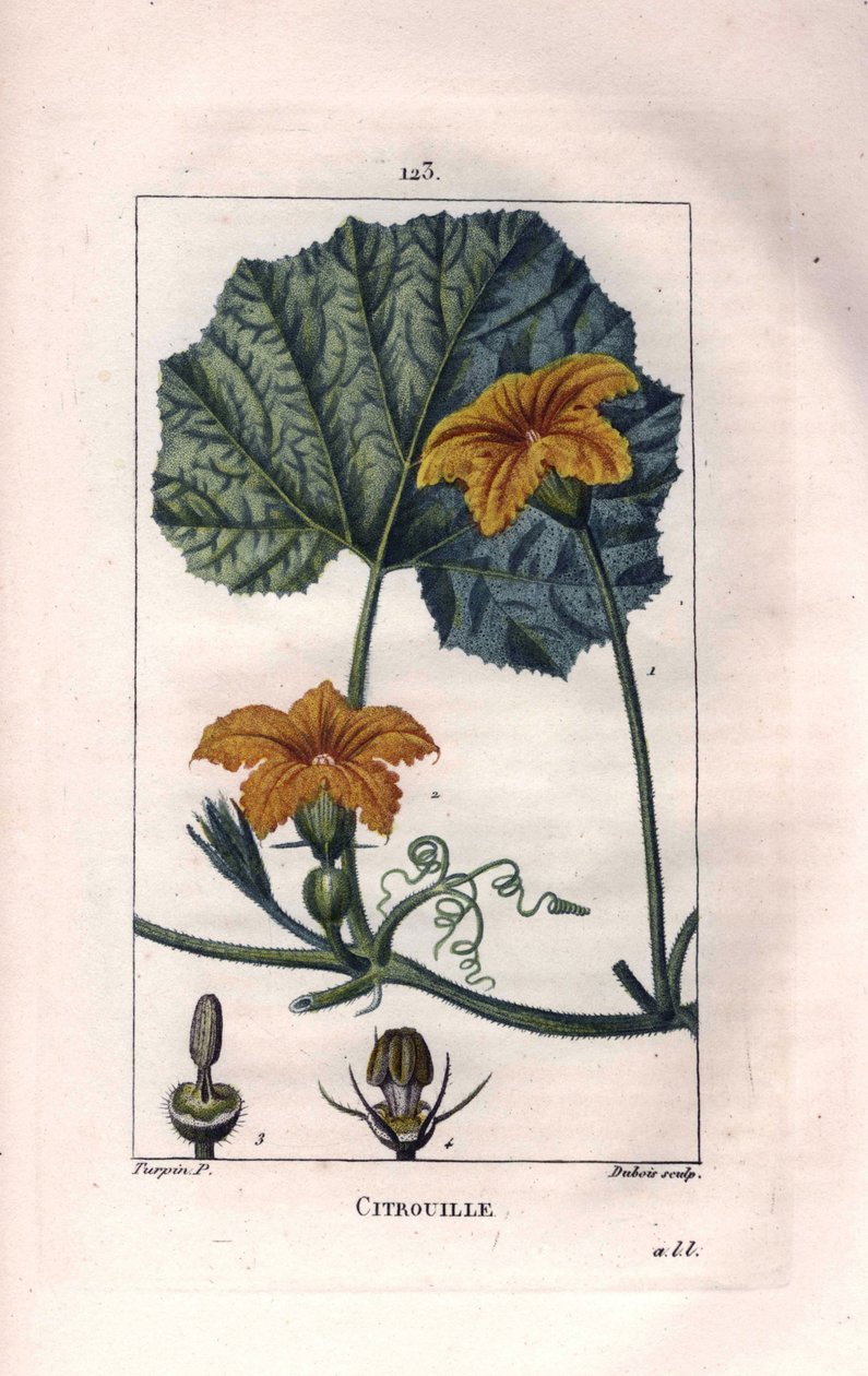 Botanical: Squash Flower by Pierre Jean Francois Turpin
