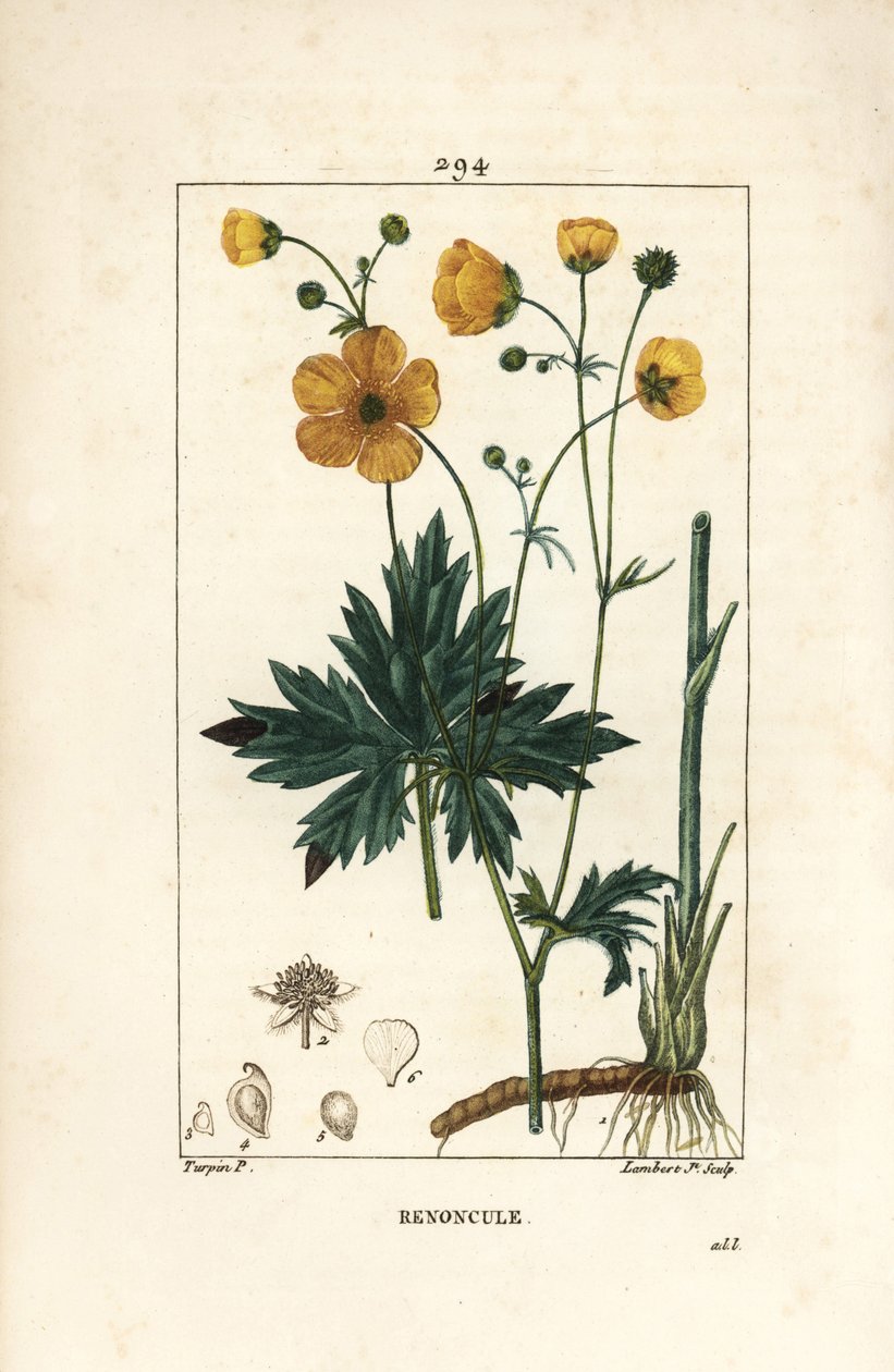 Buttercup - Upright Crowfoot, Ranunculus Acris by Pierre Jean Francois Turpin