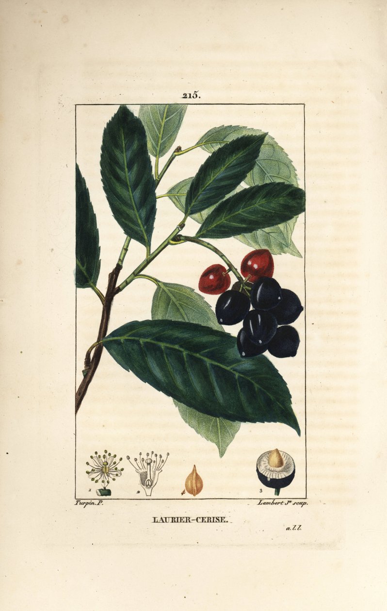 Cherry Laurel (from 