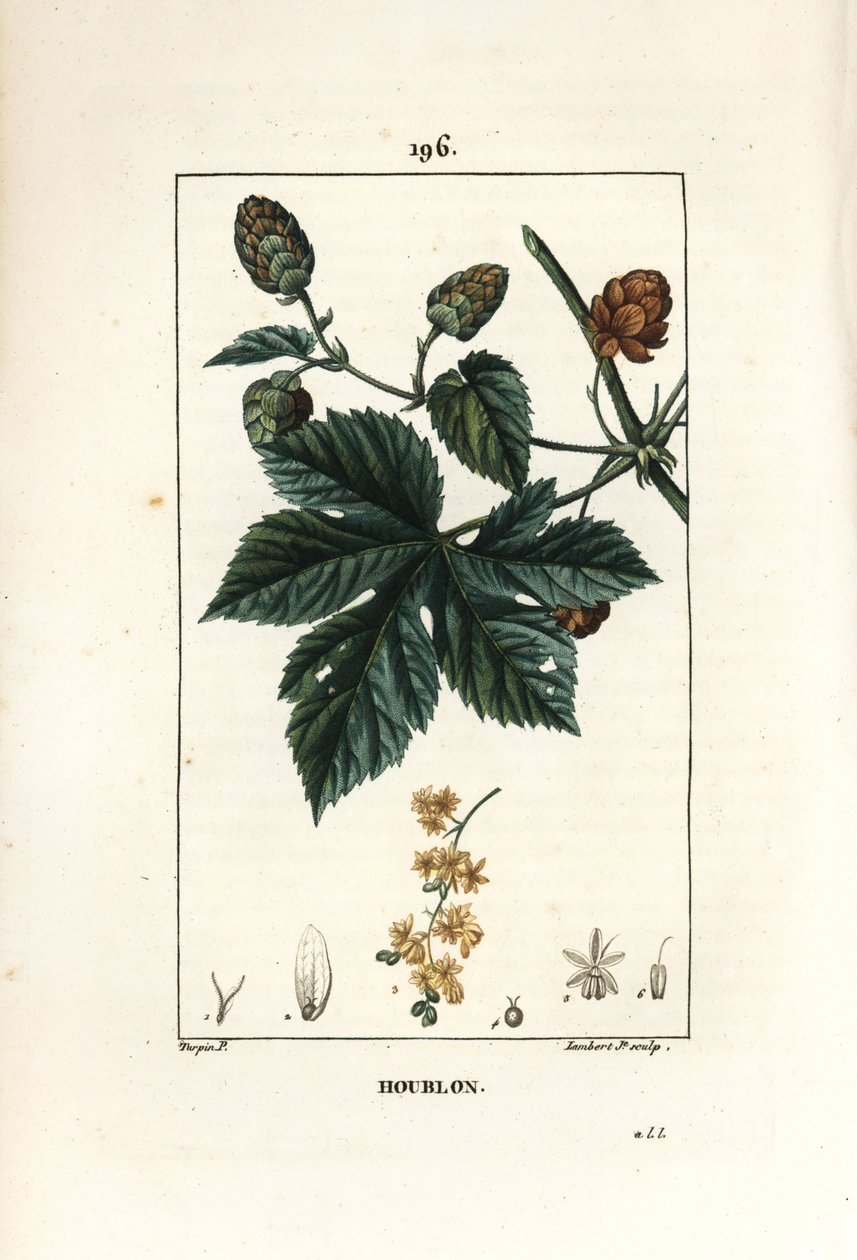 Climbing Hops by Pierre Jean Francois Turpin