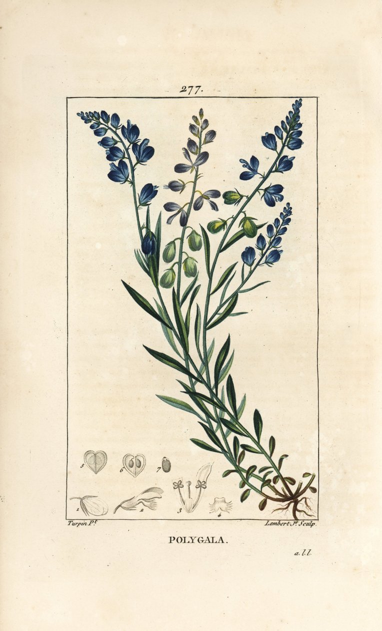 Common Milkwort (from 