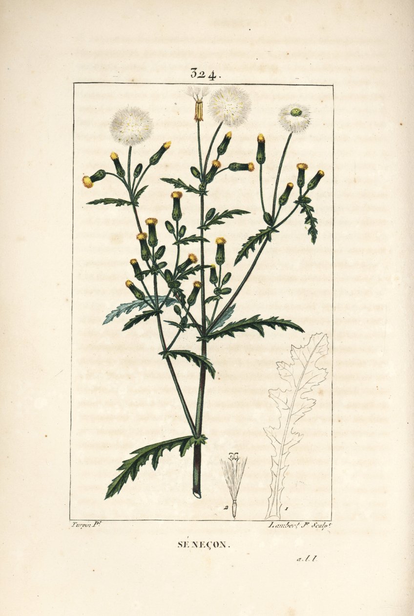 Common Senecon - Common Groundsel by Pierre Jean Francois Turpin
