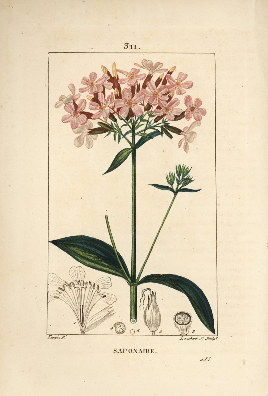 Common Soapwort, Saponaria Officinalis by Pierre Jean Francois Turpin