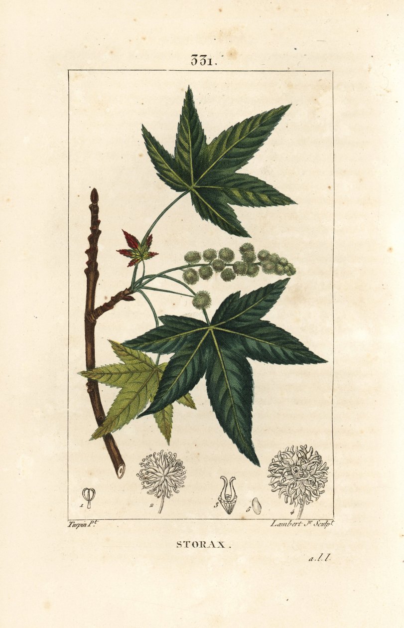 Copalm of America or Liquidambar by Pierre Jean Francois Turpin