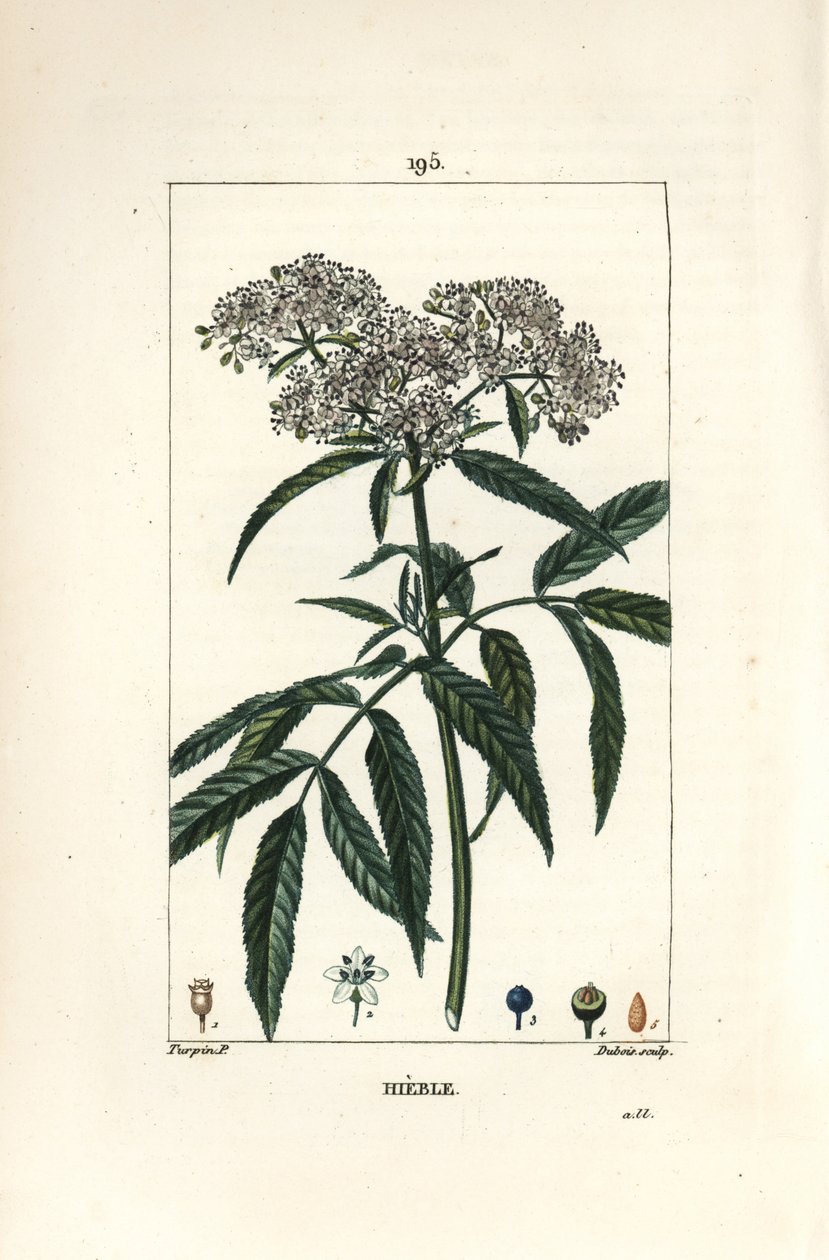 Dwarf Elder, Sambucus humilis by Pierre Jean Francois Turpin