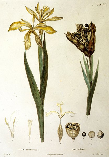 Fetid Iris by Pierre Jean Francois Turpin
