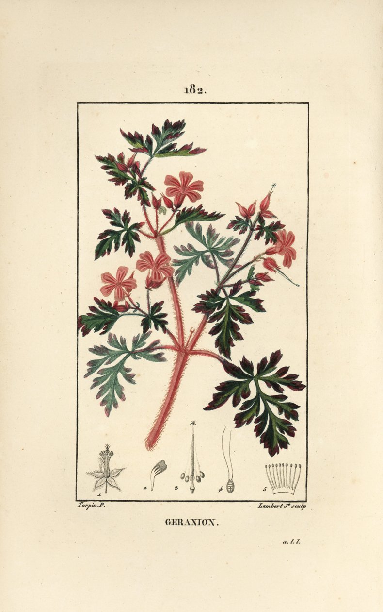 Geranium Grass a Robert by Pierre Jean Francois Turpin