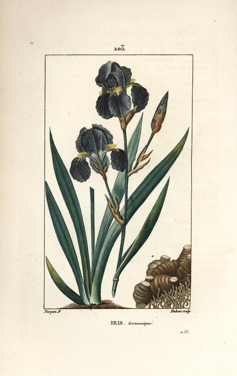 German Iris, Iris Germanica by Pierre Jean Francois Turpin