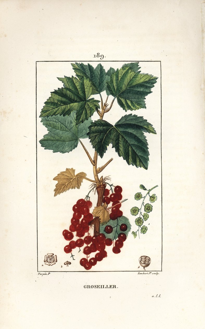 Redcurrant by Pierre Jean Francois Turpin