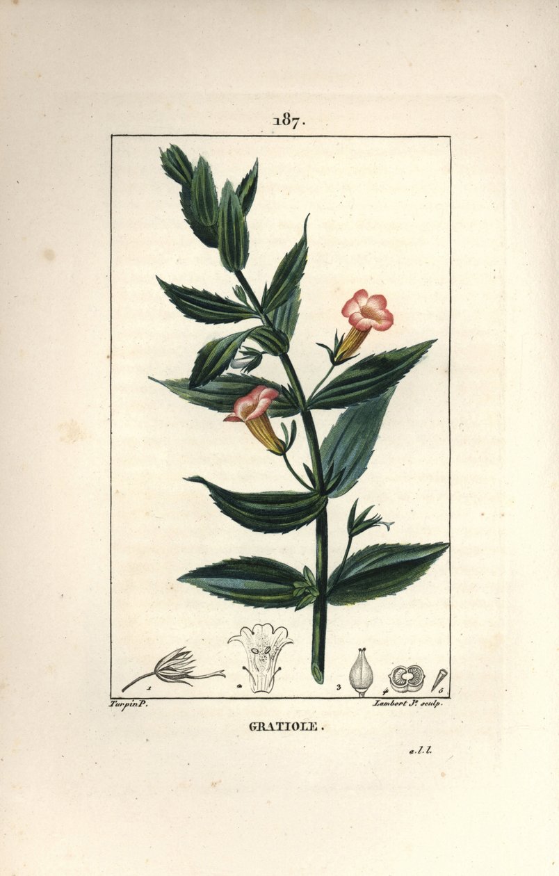 Gratiola Officinalis, or Grace of God, Hedge Hyssops by Pierre Jean Francois Turpin