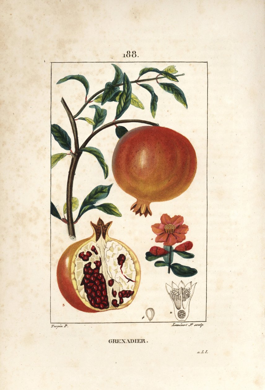 Pomegranate Tree, Punica Granatum by Pierre Jean Francois Turpin