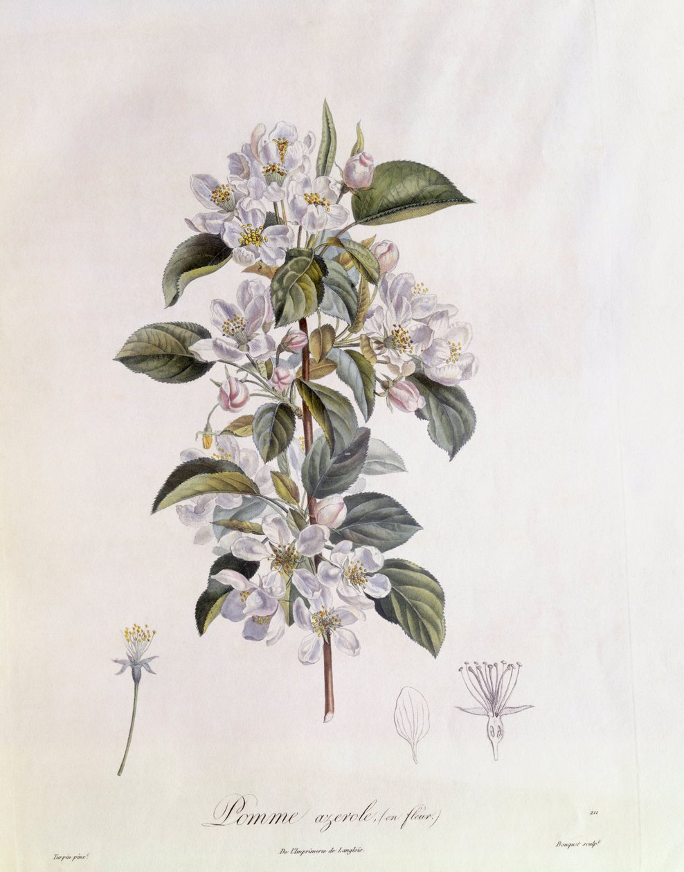 Hawthorn Flower, botanical plate by Pierre Jean Francois Turpin by Pierre Jean Francois Turpin