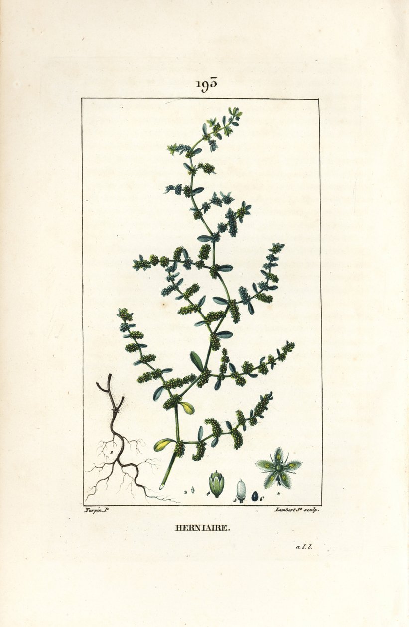 Rupture Wort by Pierre Jean Francois Turpin