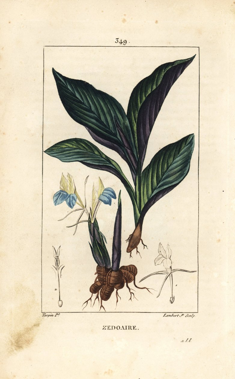 Himalayan Crocus - Zedoary, Koempferia rotunda, with flower, leaf, stem and root rhizome by Pierre Jean Francois Turpin