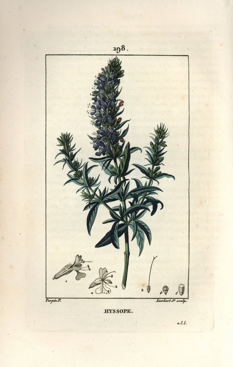 Hyssop Officinale or Hyssop, Hyssopus officinalis by Pierre Jean Francois Turpin