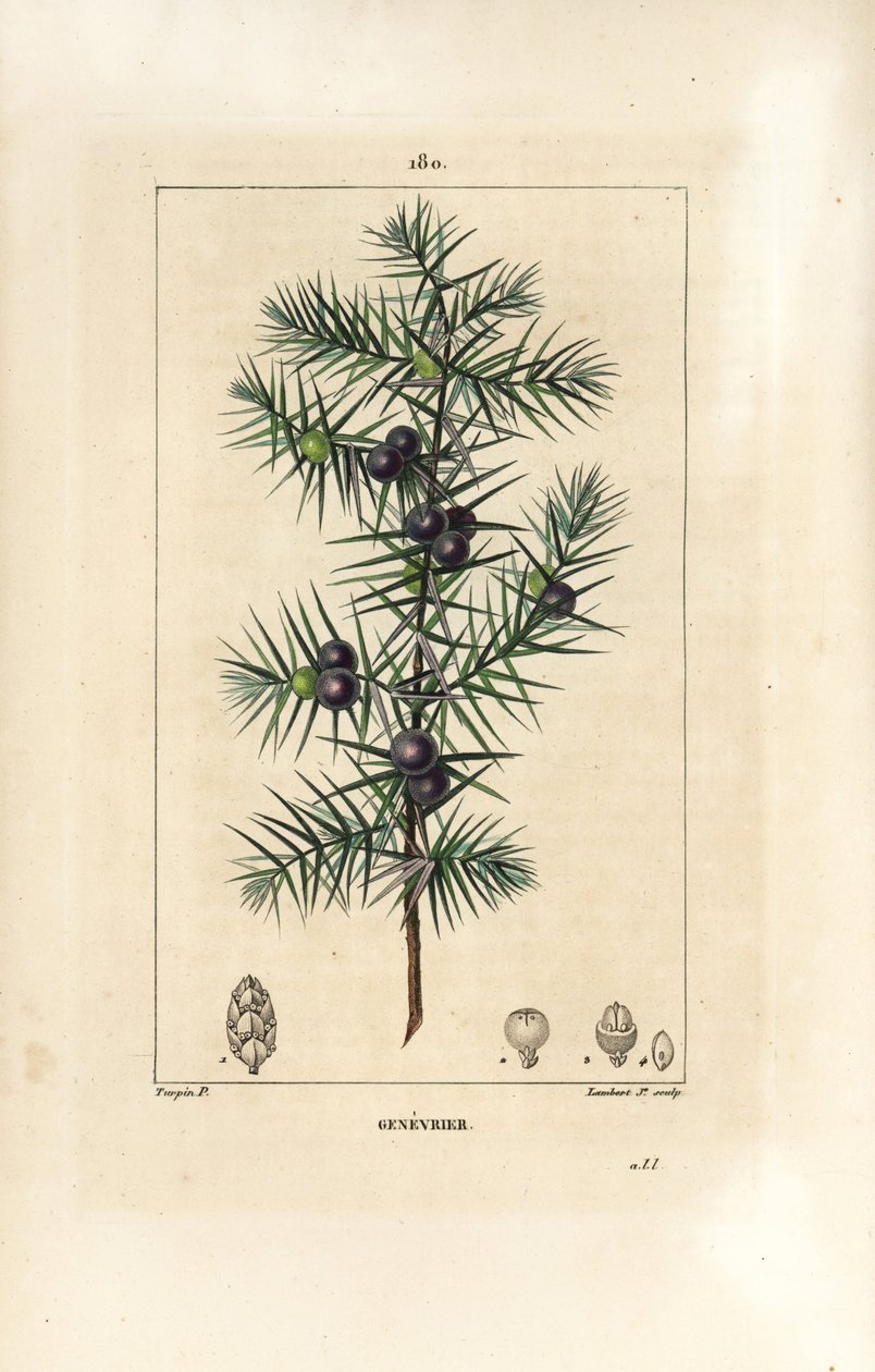 Juniper Tree, Juniperus vulgaris, Showing Leaf, Berry and Stalk by Pierre Jean Francois Turpin