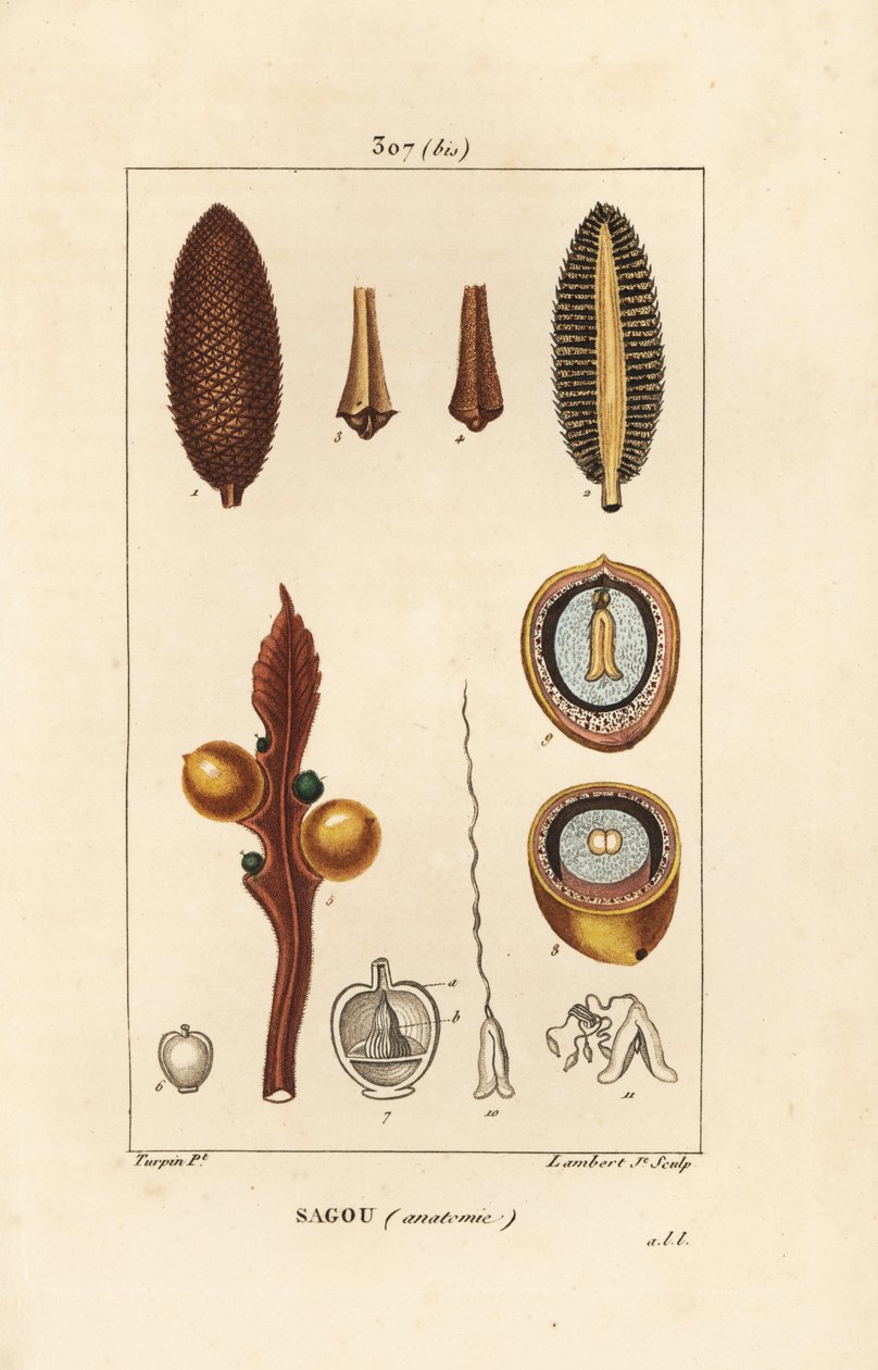 Large branch or large cycas seeds - Queen sago, Cycas circinalis, showing seed and section by Pierre Jean Francois Turpin