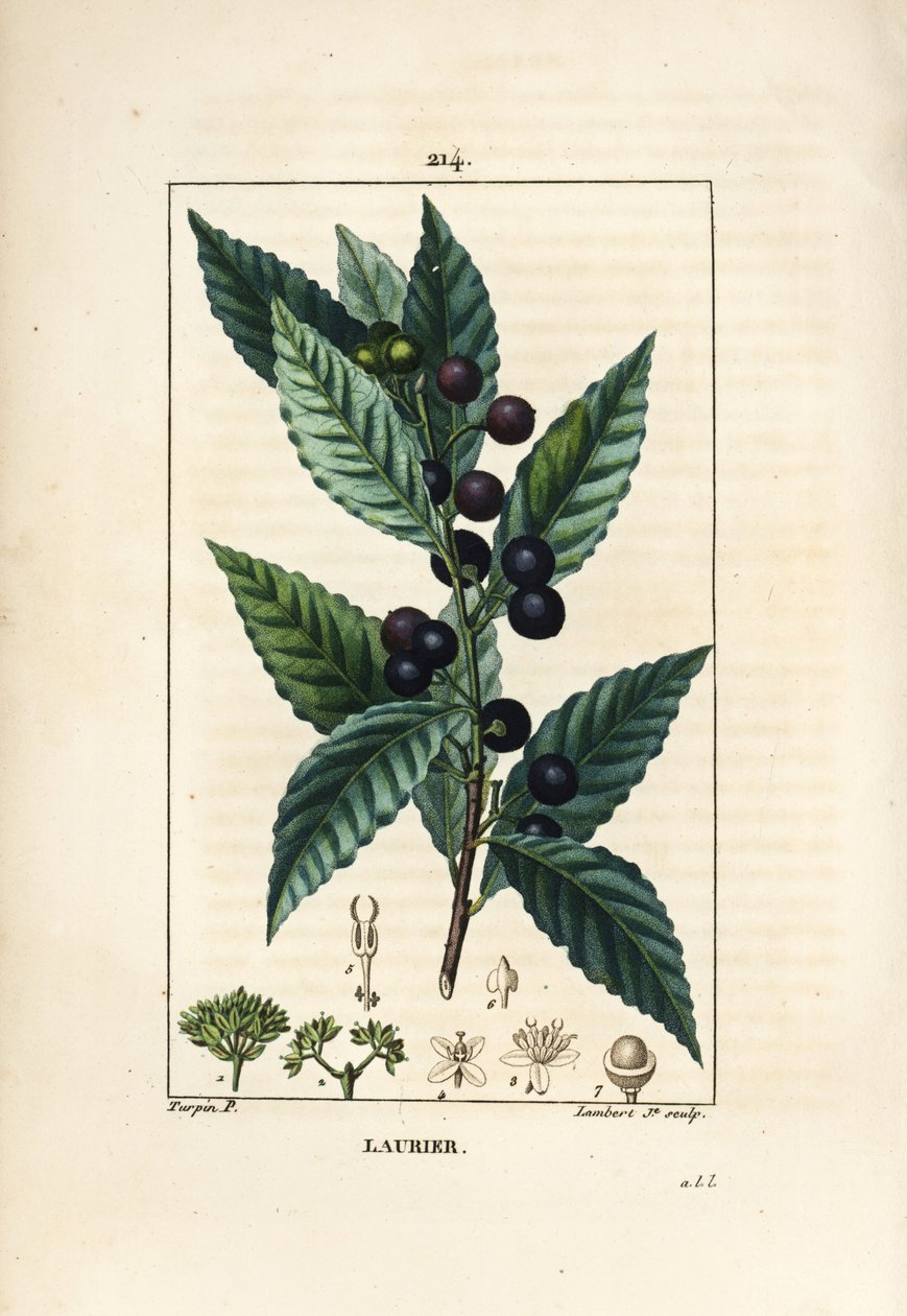 Laurel tree, Laurus nobilis, with leaf, berry and seed by Pierre Jean Francois Turpin