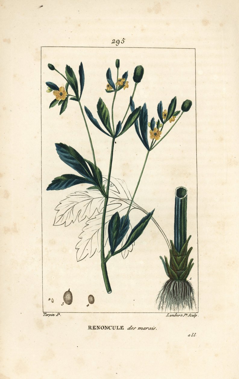 Marsh caltha, marsh population or water marigold - Marsh marigold or marsh crowfoot, Caltha palustris (Ranunculus palustris), with flower, leaf, stalk, root and seed. Handcoloured stipple copperplate engraving by Lambert Junior from a drawing by Pierre Jea by Pierre Jean Francois Turpin