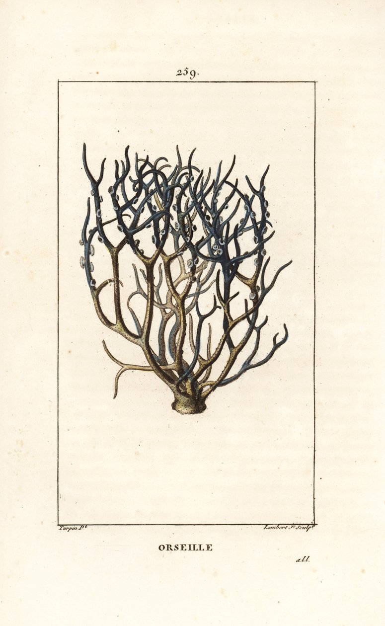 Orseille or French purple (lichen) - Orcein or archil, Roccella tinctoria, lichen used for dye from the Cape Verde islands. Handcoloured stipple copperplate engraving by Lambert Junior from a drawing by Pierre Jean-Francois Turpin from Chaumeton, Poiret an by Pierre Jean Francois Turpin