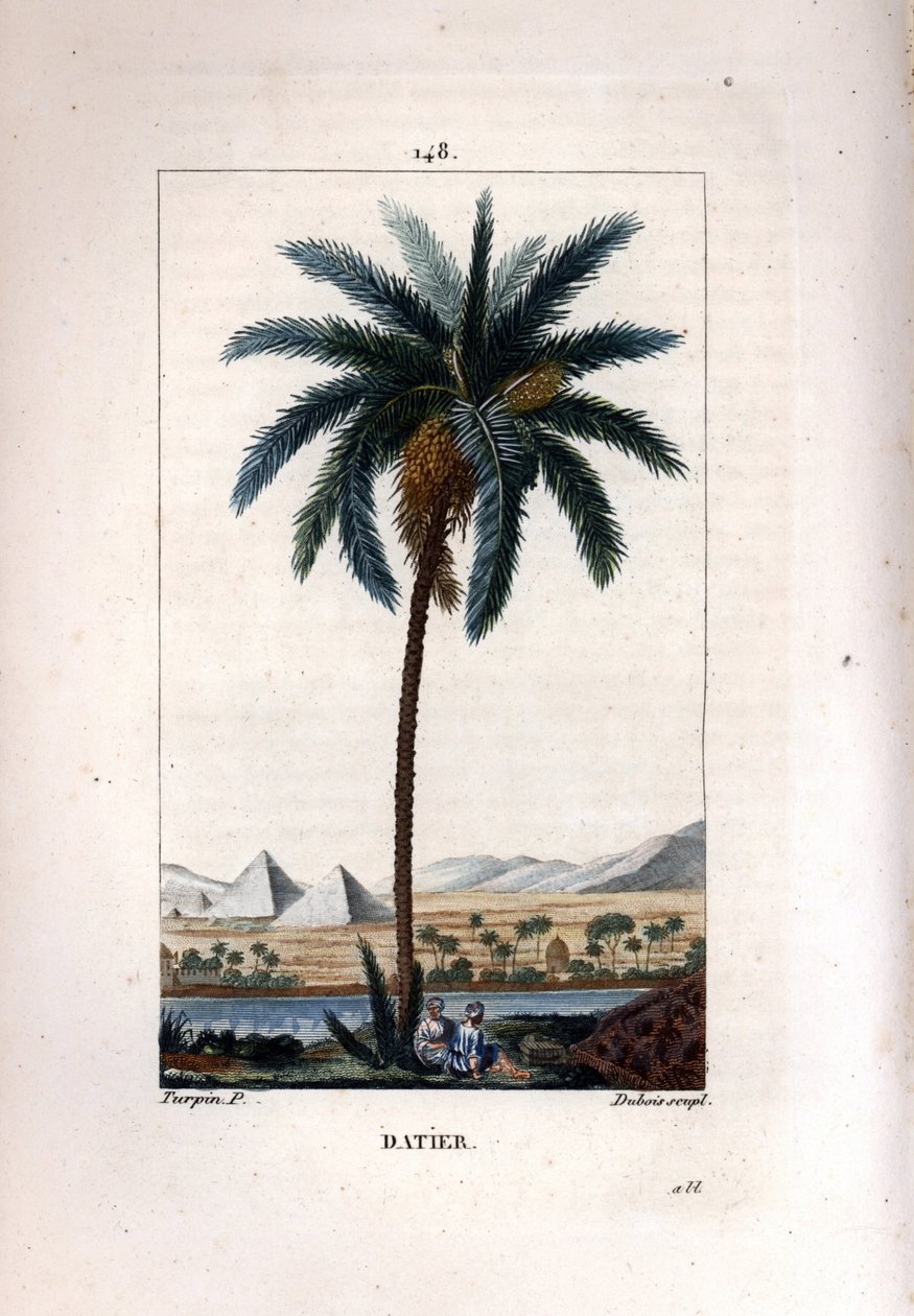 Date palm, Phoenix dactylifera, showing fruit and leaves against landscape with pyramids and river by Pierre Jean Francois Turpin