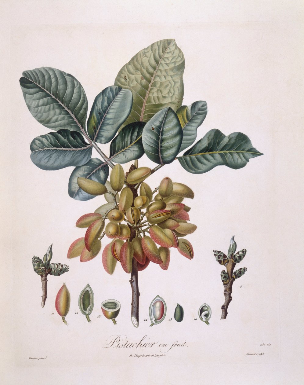 Pistachio (Pistacia vera), botanical plate by Pierre Jean Francois Turpin by Pierre Jean Francois Turpin
