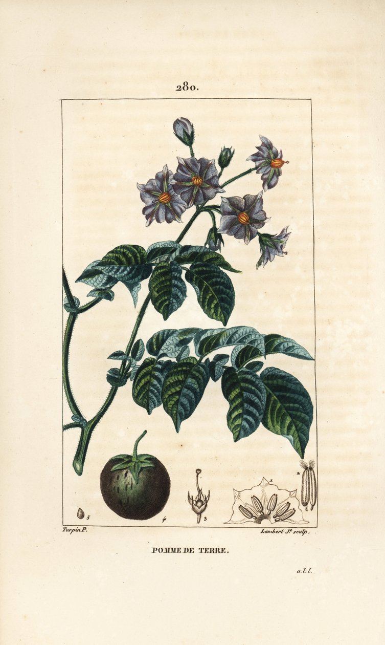 Potato, Solanum tuberosum (from La Flore Medicale) by Pierre Jean Francois Turpin
