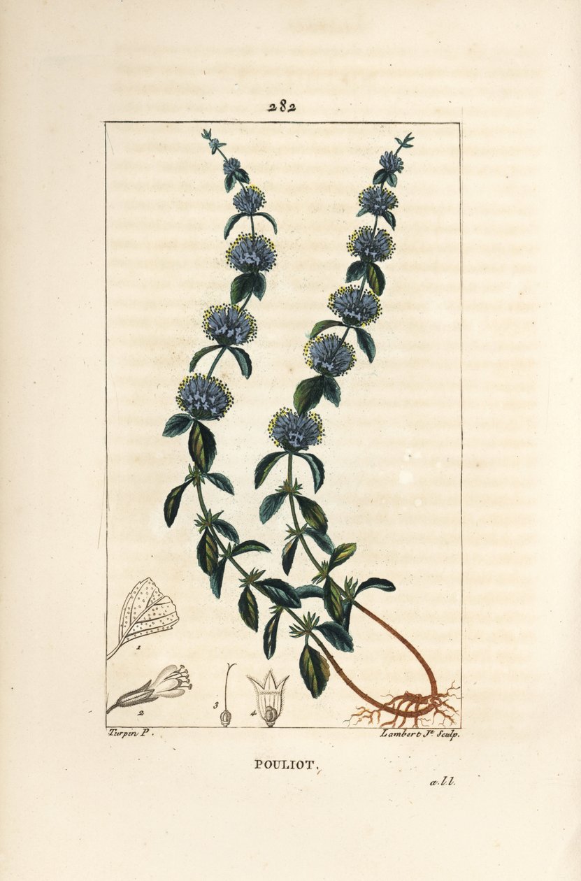 Pouliot Mint - Pennyroyal mint, Mentha pulegium, with flower, leaf, stalk, root and seed. Handcoloured stipple copperplate engraving from Chaumeton, Poiret and Chamberet