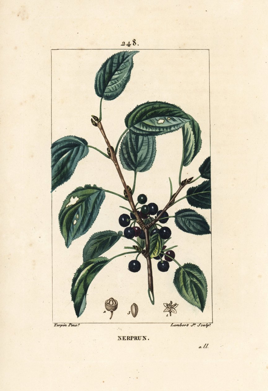 Purging Buckthorn, Rhamnus Cathartica by Pierre Jean Francois Turpin
