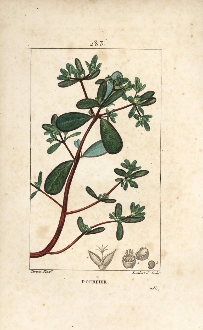 Purslane with Leaf, Stalk and Flower by Pierre Jean Francois Turpin