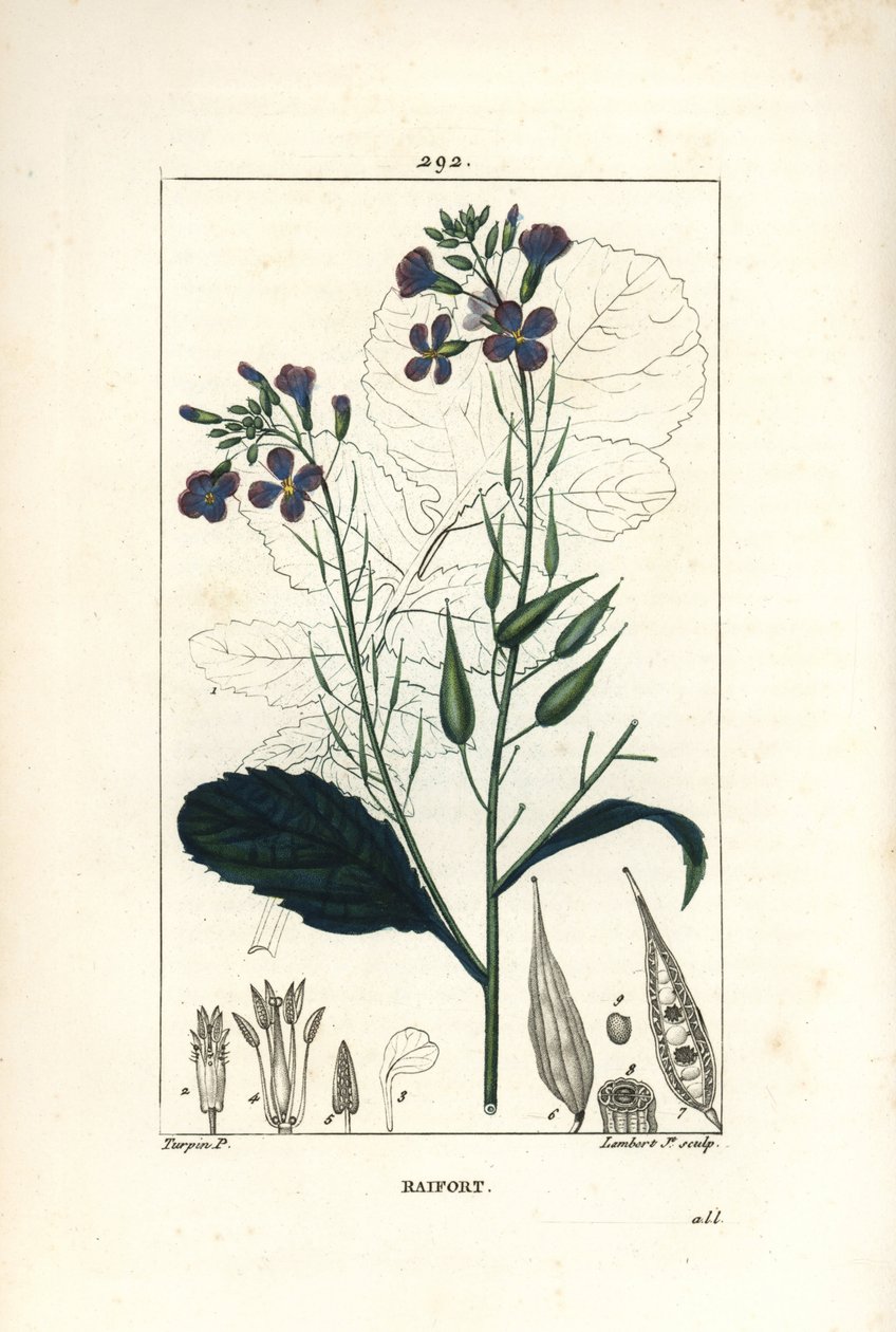 Radish - Radish, Raphanus sativus by Pierre Jean Francois Turpin